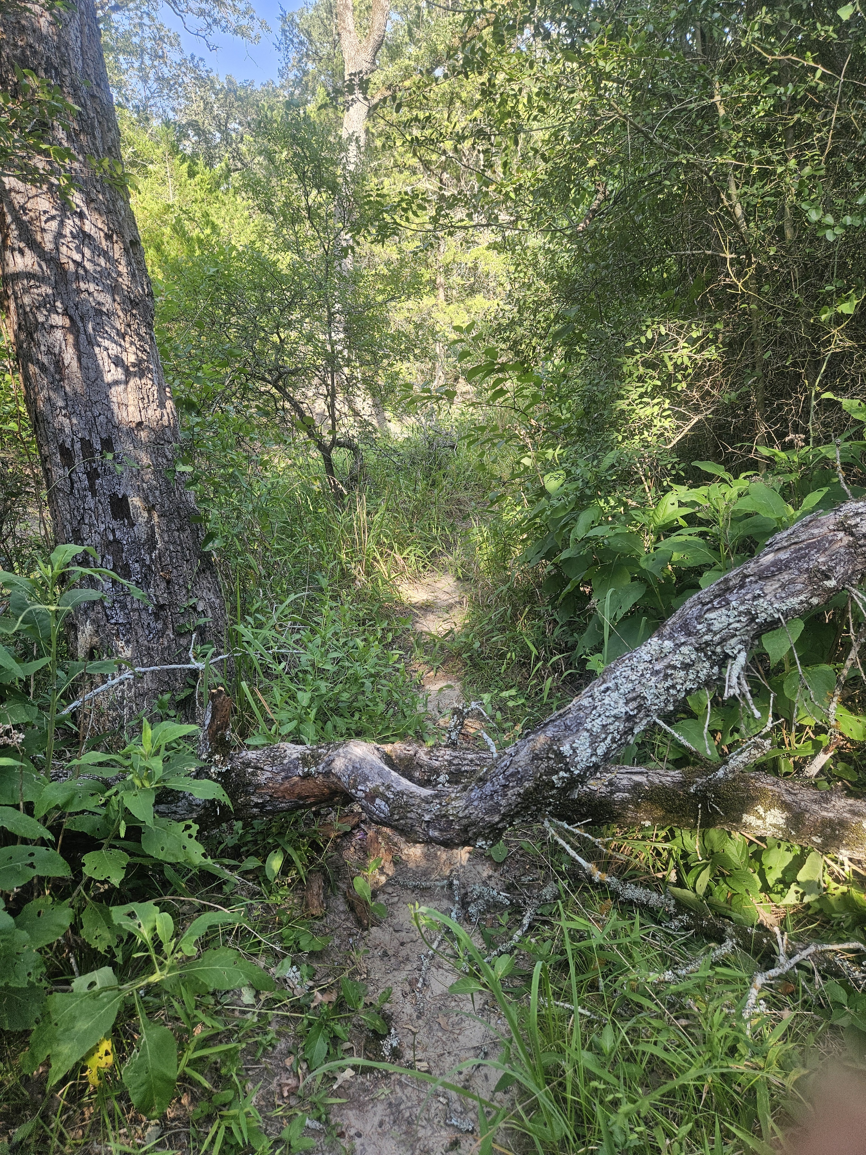 Labor Day Trail Run