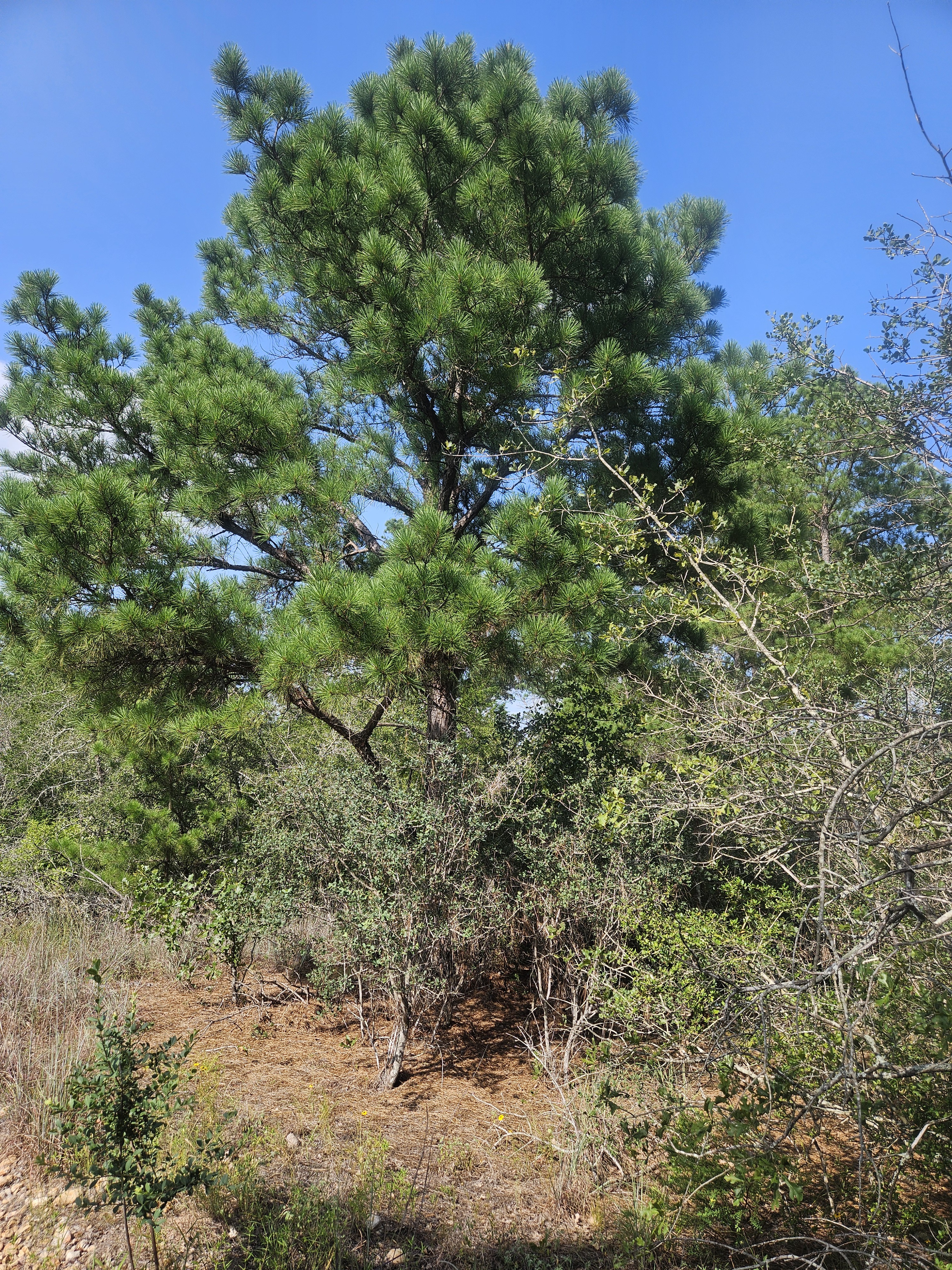 Labor Day Trail Run