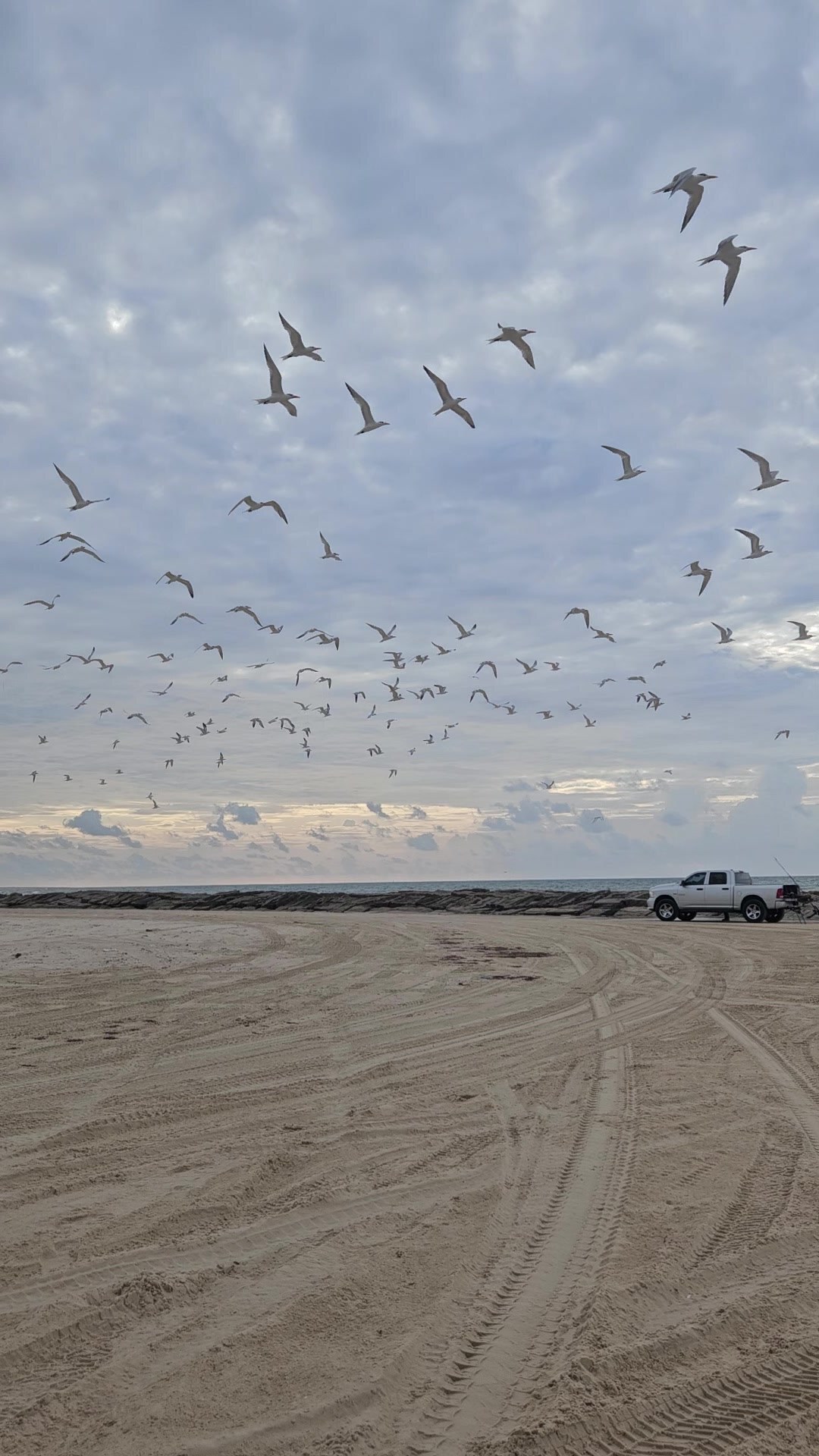 Terns lifting off the beach at dawn, Matagorda