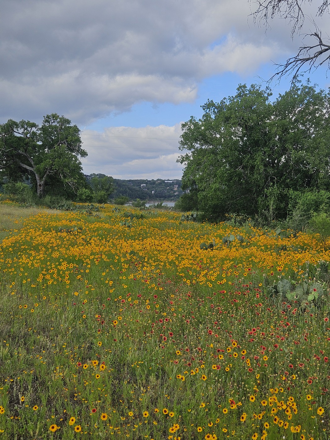 Turkey Bend wildflower meadow with Hill Country horizon