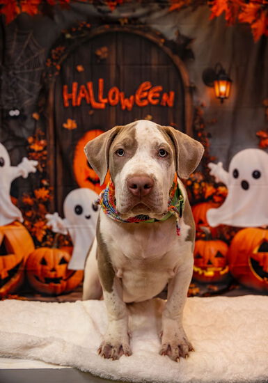 View Belltober 2025 in new tab