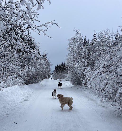 View photos in new tab