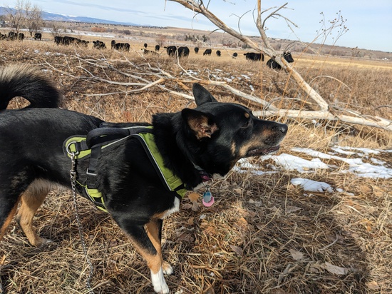 View photos in new tab