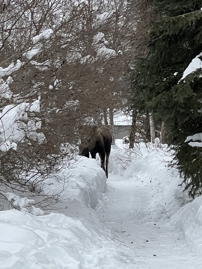 View photos in new tab