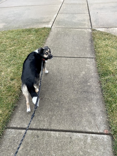 View photos in new tab