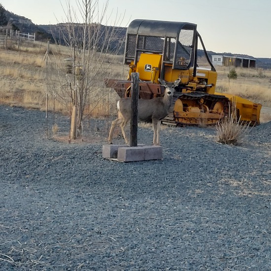 View photos in new tab