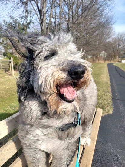 View photos in new tab