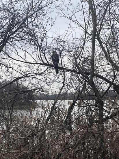 View photos in new tab