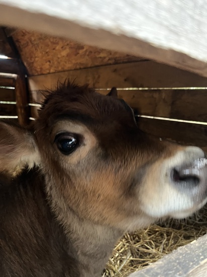 View photos in new tab