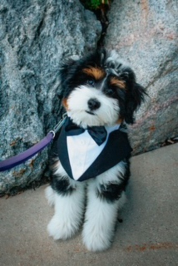 View photos in new tab