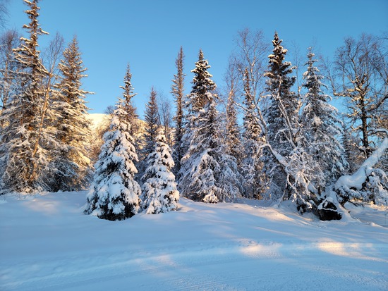 View photos in new tab