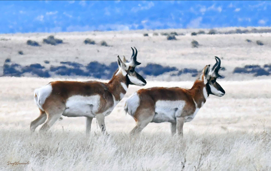 View photos in new tab