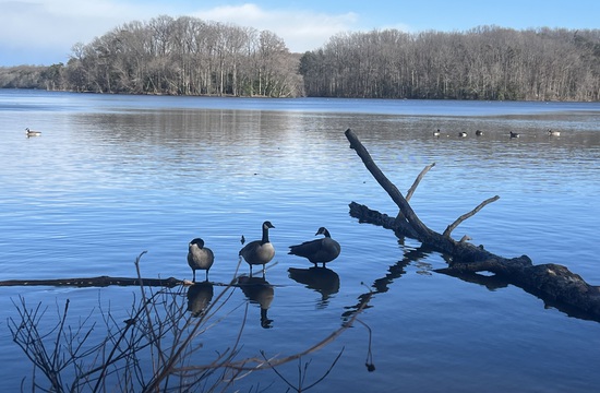 View photos in new tab