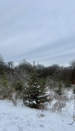 View photos in new tab