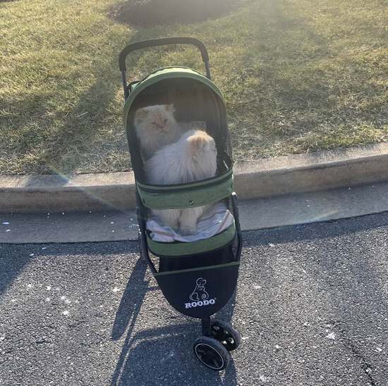 View photos in new tab