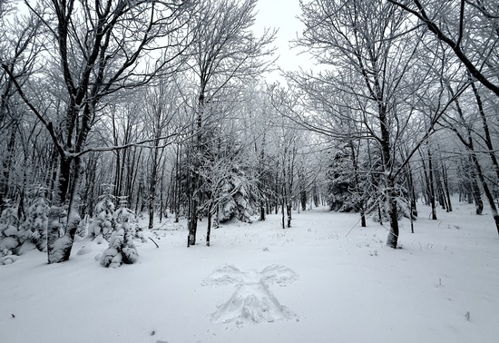 View photos in new tab