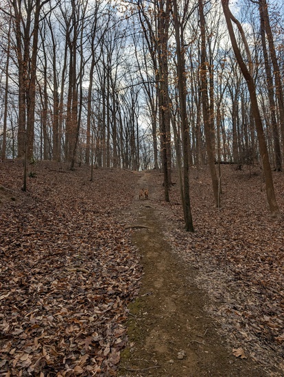 View photos in new tab