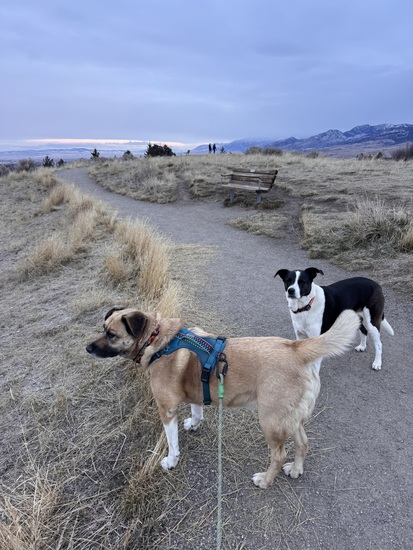 View photos in new tab