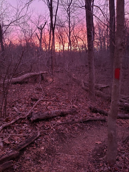 View photos in new tab