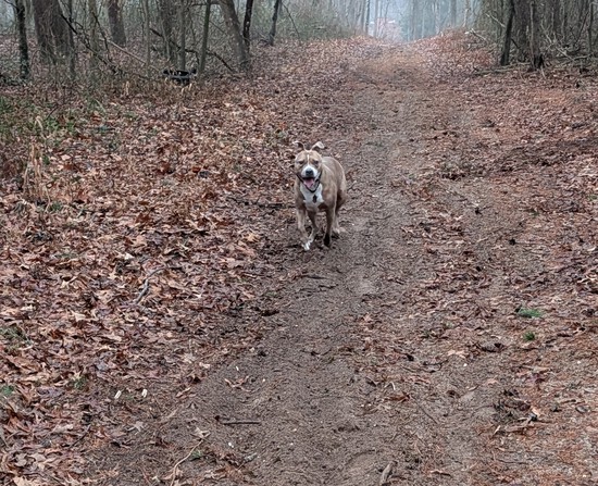 View photos in new tab