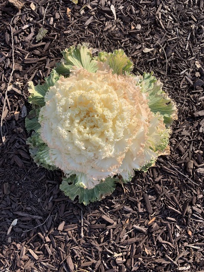 View photos in new tab