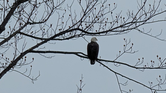 View photos in new tab