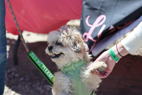View Hair of the Dog 2026 Weiner Dog Derby by Kellie Photography in new tab