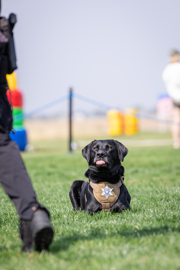 View Dog Demos in new tab