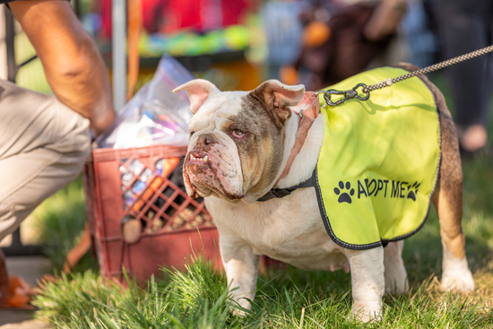 View Dog Costume Contest in new tab