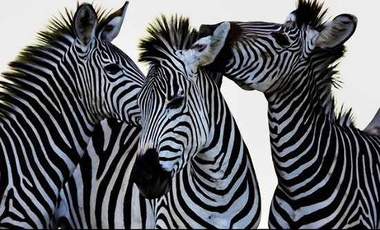 View Finish Line in new tab