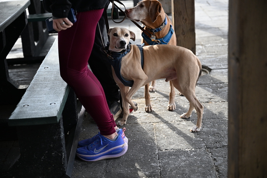 View Start Line in new tab