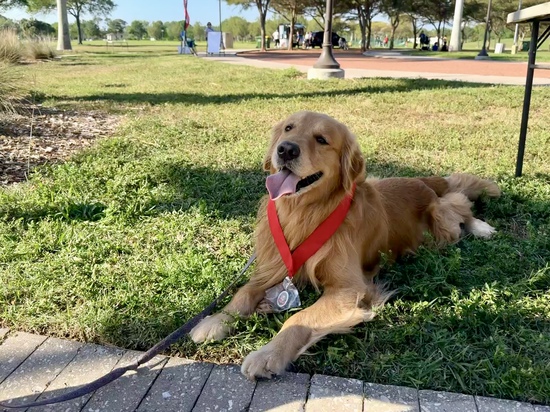 View Get Your Mutt Movin' 2026 in new tab