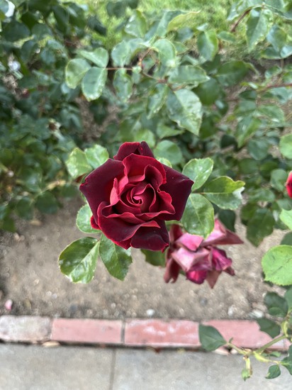 Participant Upload Image