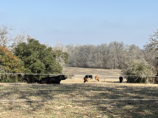 View Finish Line in new tab