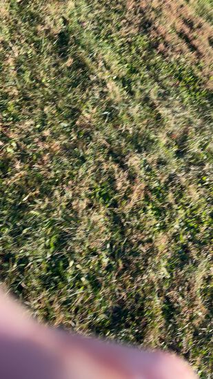 View Monster dash in new tab