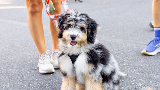 View Happy Dawgs in new tab