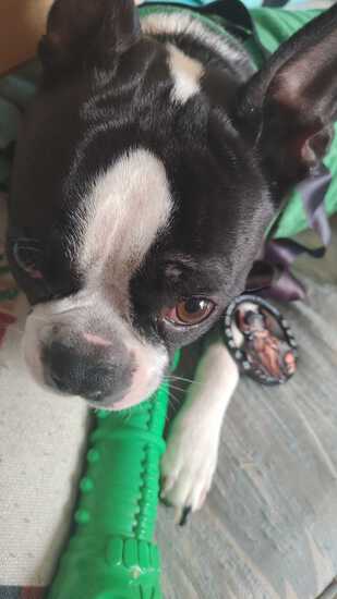 View Alice in new tab