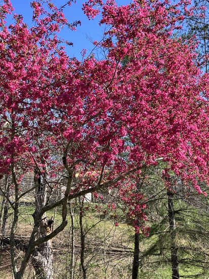 View photos in new tab