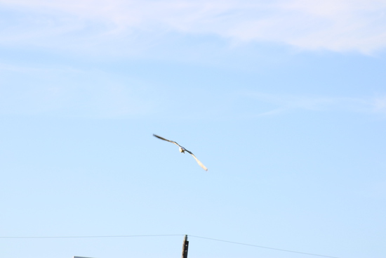 View 5K Start Line in new tab