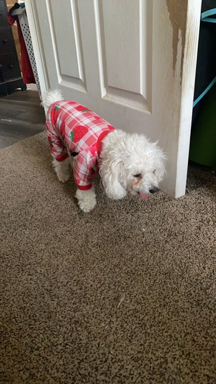 View Nique in new tab