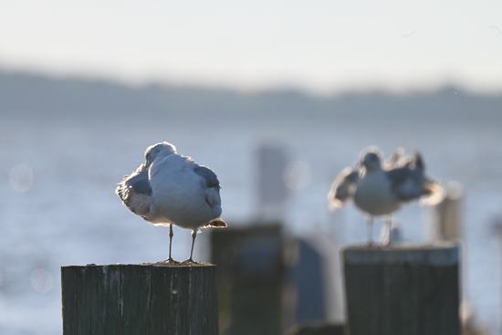 View Wildlife in new tab