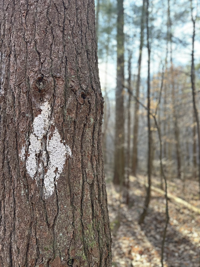 View The Trail in new tab