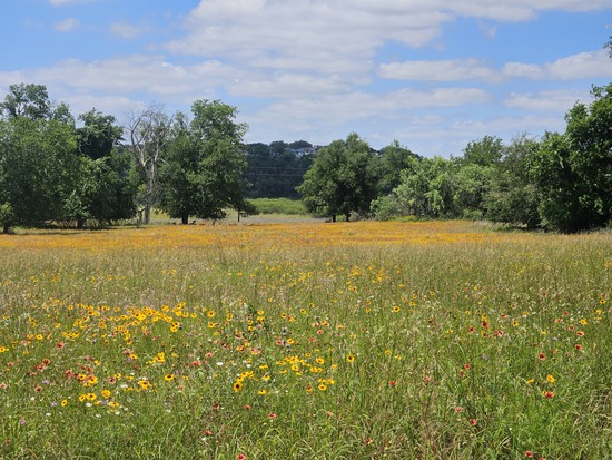 View Wildflower meadows in new tab