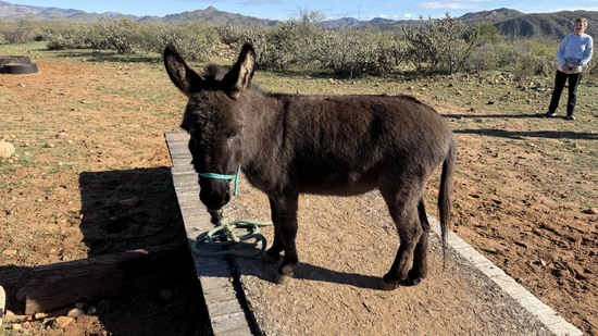 View 2026 Burro Bash in new tab