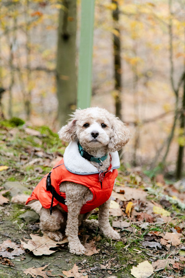 View Wilson Trail - Mile 2 in new tab