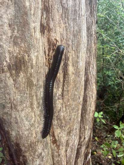 View Fauna and flora in new tab