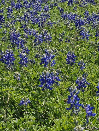 View Bluebonnets in new tab