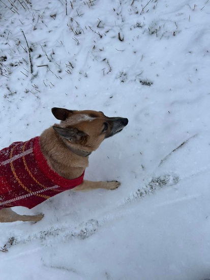 View photos in new tab