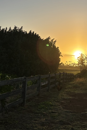 View photos in new tab