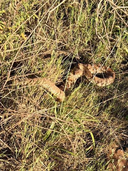 View photos in new tab